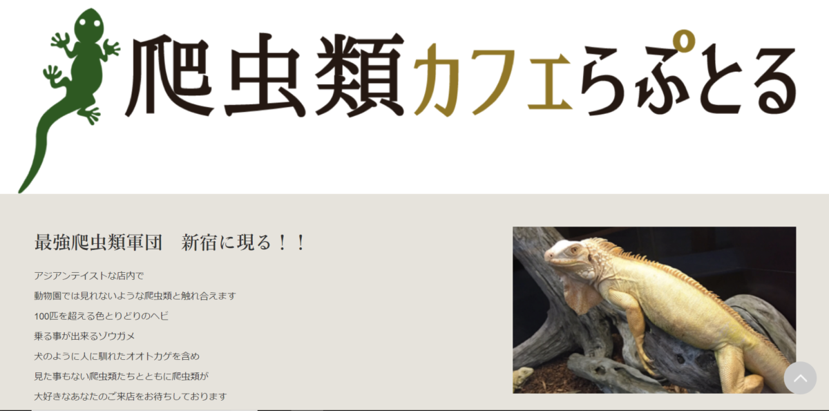 コロンビアの爬虫類 - ボゴタトカゲ