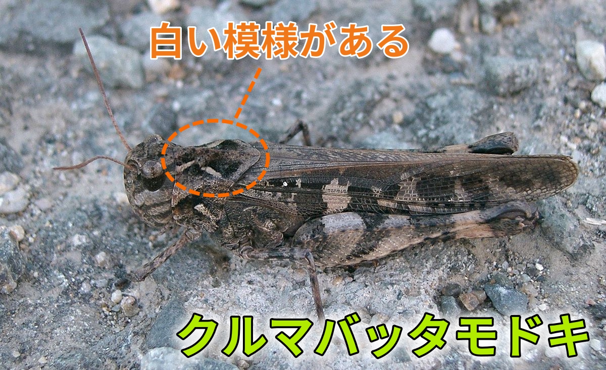 ショウリュウバッタ Webon ウェボン