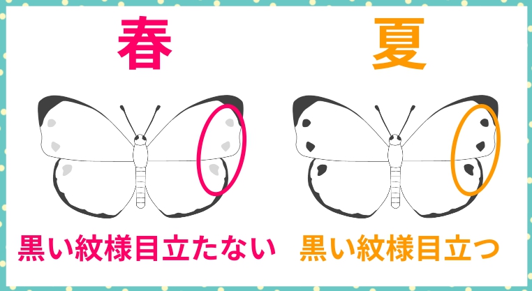 春 の身近な昆虫 6選 Webon ウェボン 春 の身近な昆虫 6選 Webon ウェボン