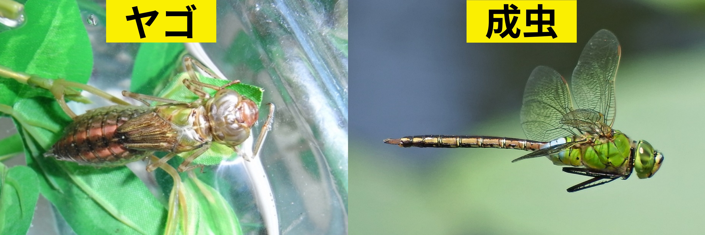 虫 Webon ウェボン Part 2