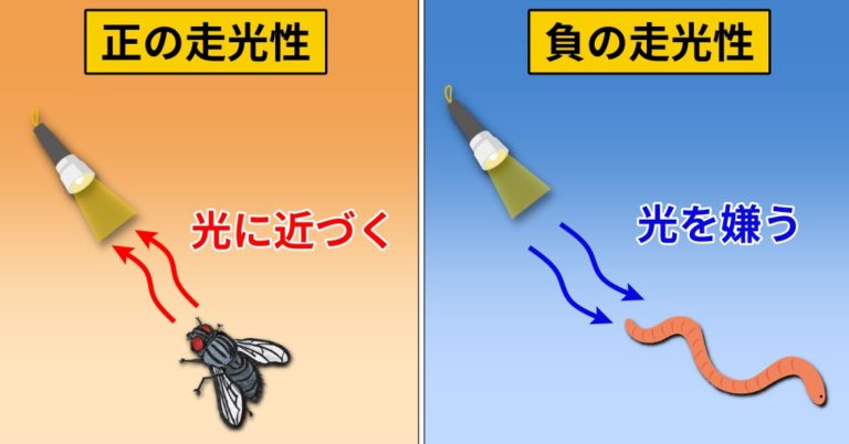 昆虫 | Webon(ウェボン) - Part 2