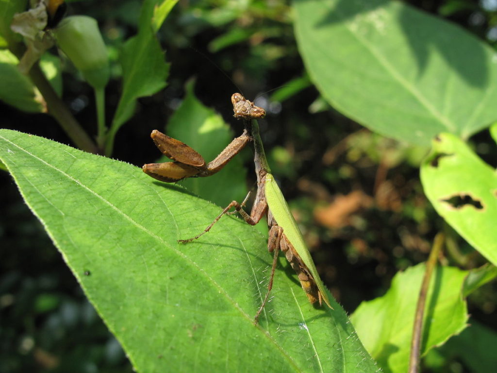 1200px-Acromantis_japonica_IMG_4805-1024x768.jpg