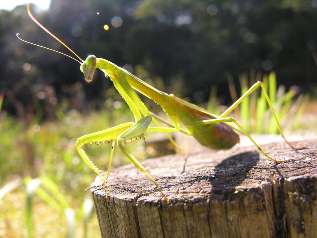 1200px-Tenodera_angustipennis_SaussurePregnant_DSCN9575-1024x768.jpg