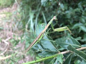 アルファメス:特徴と例 - カマキリ(宗教的なカマキリ)