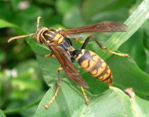 Polistes_jadwigae1-300x236.jpg