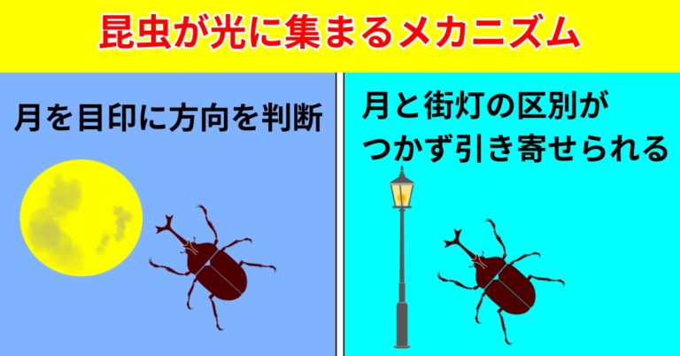 なぜ昆虫は人工の光に引き寄せられるのでしょうか?