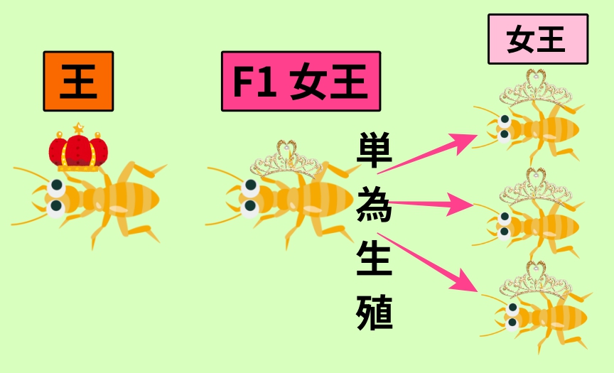 不思議な昆虫 ランキングベスト5 Webon ウェボン