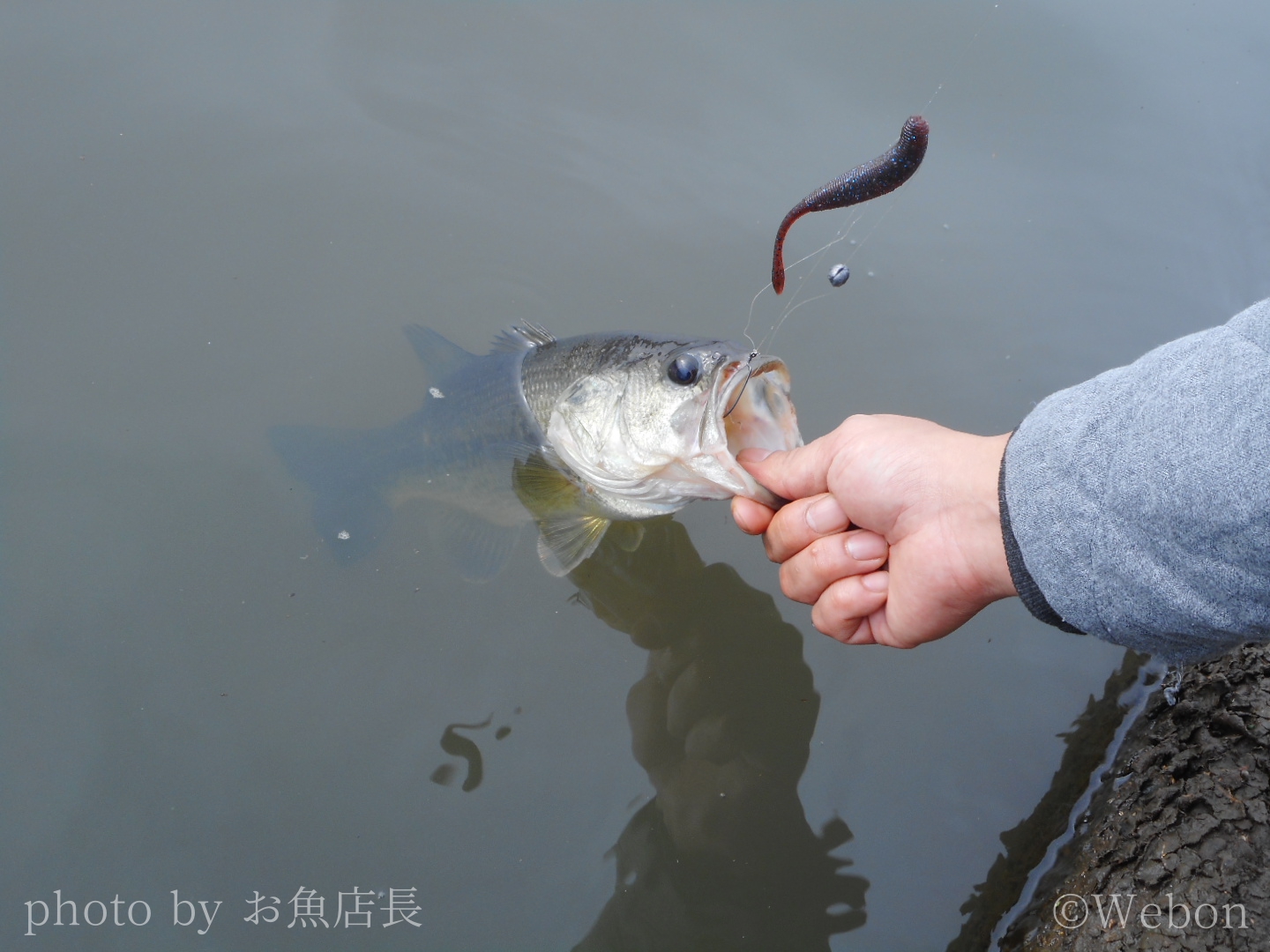 バス釣りの釣り方の基本 Webon ウェボン