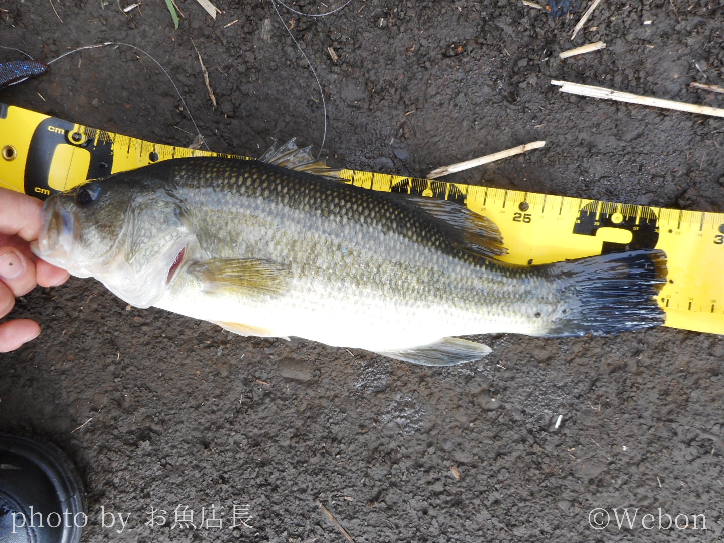 バス釣りの釣り方の基本 Webon ウェボン