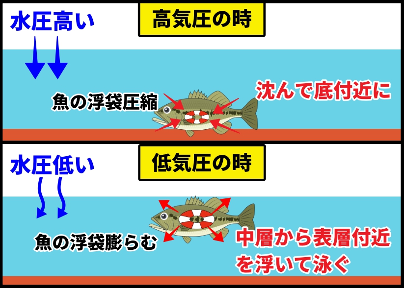 魚 浮き袋 場所 魚 浮き袋 場所