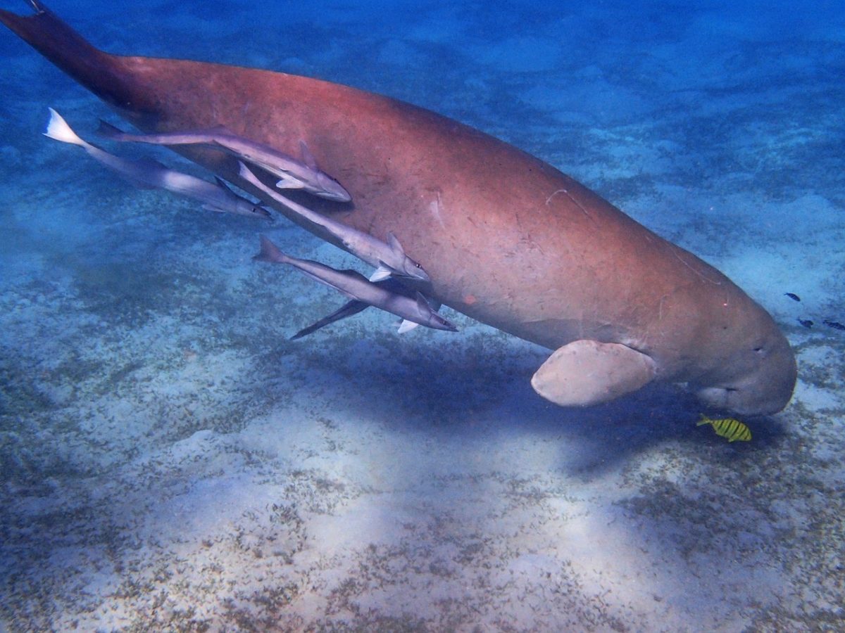 ブラジルでも流星群が見られるかも