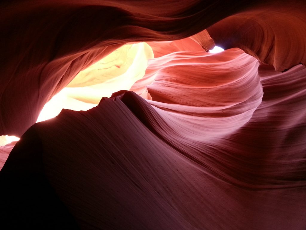 世界最大の哺乳類 - ナガスクジラ (Balaenoptera physalus)