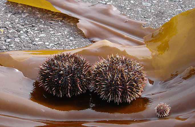 ウニの種類 - ハート型ウニ (Echinocardium Cordatum)