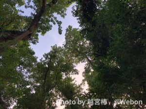 これらの野菜と果物はがんの予防に役立ちます